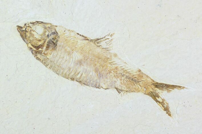Detailed Fossil Fish (Knightia) - Wyoming #99424